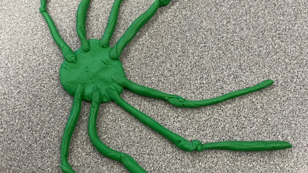 spider dough